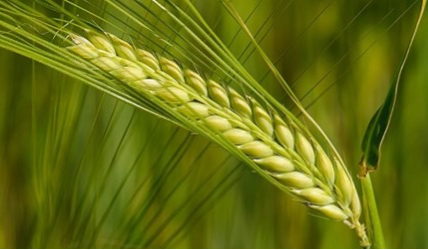 Spring barley crop