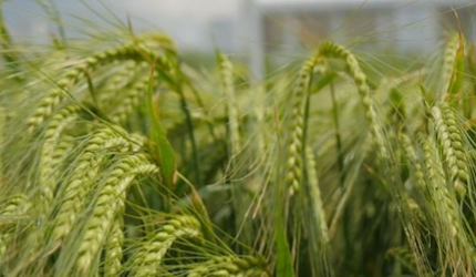 Winter barley crop