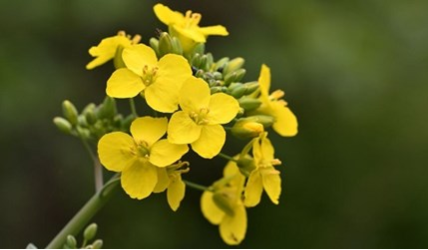 Winter oilseed rape crop